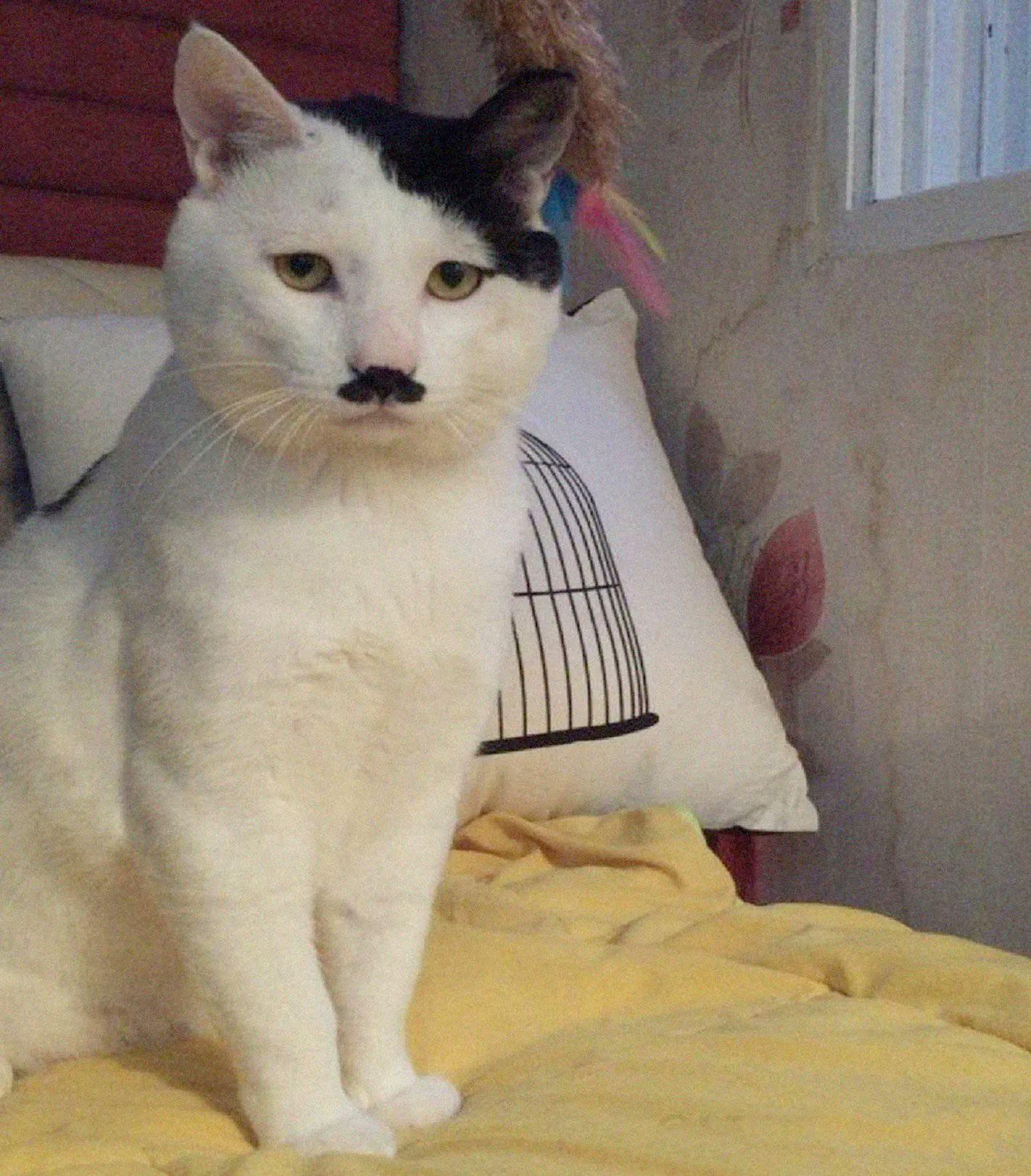 Hitlerkatze