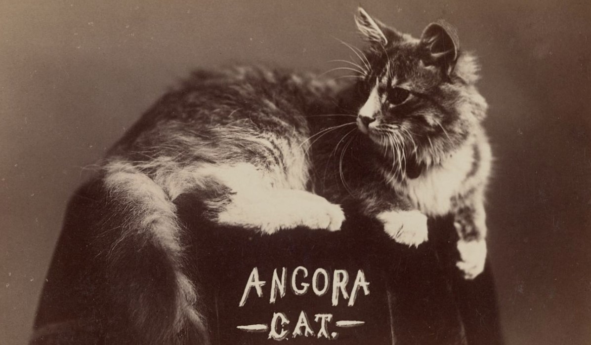 Angora cat