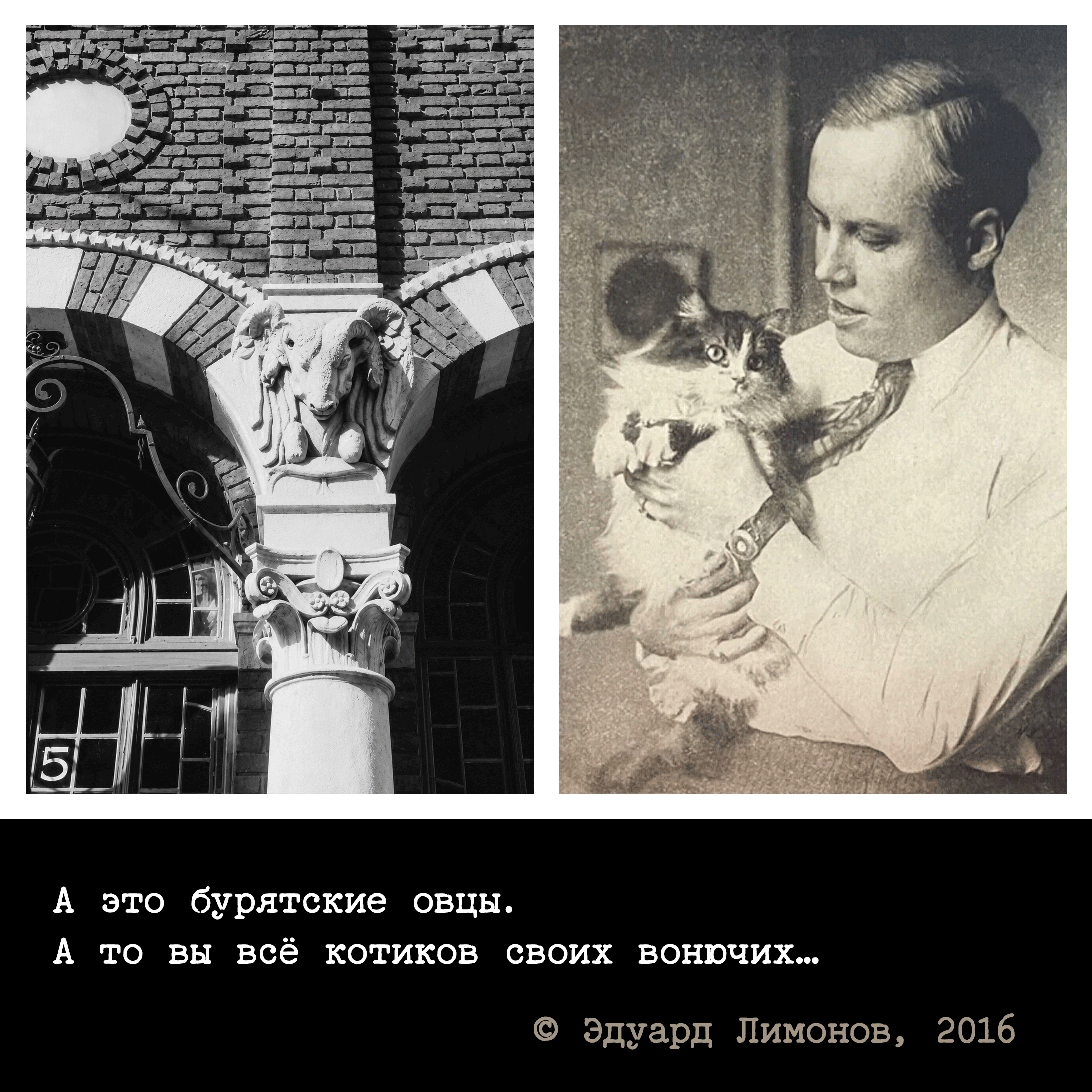 бурятские овцы